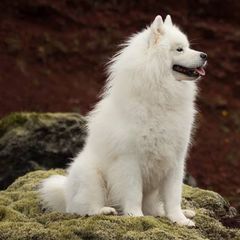 American Eskimo Dogs from Cathy's American Eskimo Dogs