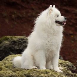 American Eskimo Dogs from Cathy's American Eskimo Dogs