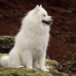 American Eskimo Dogs from Cathy's American Eskimo Dogs