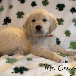 Mr. Orange - Light golden male Golden Retriever puppy in Willis, Texas from Lakemist Retrievers