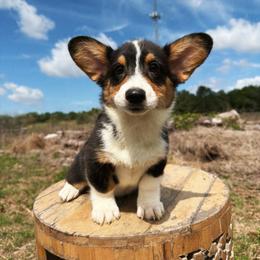 S'mores (Financing Available) - Black and white female American Corgi puppy in Inverness, Florida from Canaan Farm Corgis