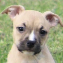 American Staffordshire Terriers from Explicit Amstaffs NE