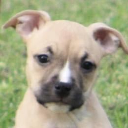 American Staffordshire Terriers from Explicit Amstaffs NE