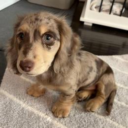 Kaia - Dapple female Dachshund puppy in Fontana, California from Oscar Meyer’s Weenies