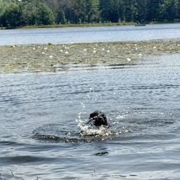 Bria OFA - Black female Newfoundland puppy in Falmouth, Michigan from Dyer Lake Newfoundland’s
