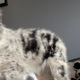 Miniature Australian Shepherds from Janes Pup Farm