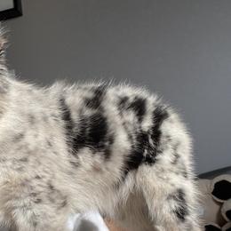 Miniature Australian Shepherds from Janes Pup Farm