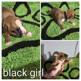 Black Collar Girl - Fawn female Boxer puppy in Thonotosassa, Florida from Seufzer's Boxers