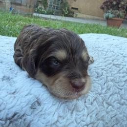 Teddy - Chocolate female Cavapoo puppy in Auburn, California from Gold Country Doodles