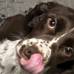 Clover - English Springer Spaniel