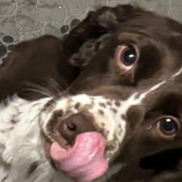 Clover - English Springer Spaniel