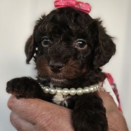 Bernedoodle puppies from Diamond's Doodles