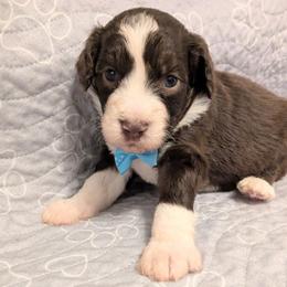 Lewis - Red male Aussiedoodle puppy in Pamplin, Virginia from Hope & Joy Acres