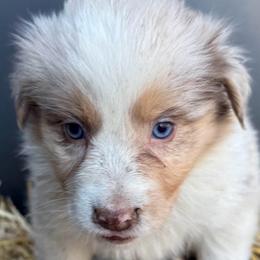 Jane - Red merle female Australian Shepherd puppy in Stanford, Kentucky from Red Feather Aussies