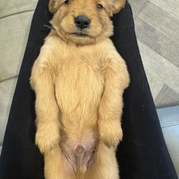 Golden Retriever Puppies from Copper Tail Golden Retrievers