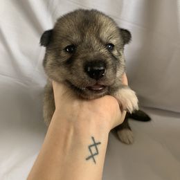 Siberian Husky Puppies from SoFlo Siberians