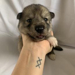 Siberian Husky Puppies from SoFlo Siberians