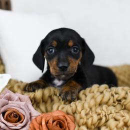 Mash - Black and tan female Dachshund puppy in Fredonia, Arizona from Kaibab Dachshunds