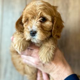 Cavapoo and Goldendoodle Puppies from A2Z Doodles