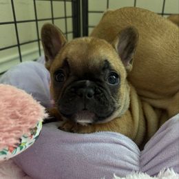 Buttercup - Fawn and white female French Bulldog puppy in Madison, Wisconsin from MadCity Frenchies