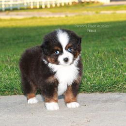 Miniature Australian Shepherd Puppies from Parsons Place Aussies