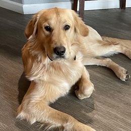 Wrigley - Golden Retriever