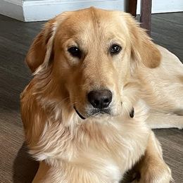 Wrigley - Golden Retriever