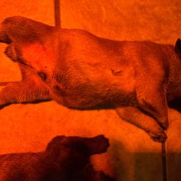 Rock, Boy 1 - Fawn Cane Corso puppy in Jeffersonville, Kentucky from K9 Guardian Cane Corso
