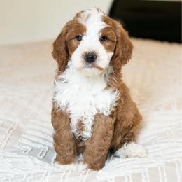 Remy - Red  male Goldendoodle puppy in Sallisaw, Oklahoma from Huddle Puppies