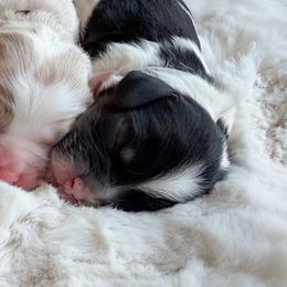 Gray Collar - Scabbers - Black and white male Cockapoo puppy in Mt Bethel, Pennsylvania from Stasia’s Cutiepoos