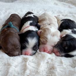 Gray Collar - Scabbers - Black and white male Cockapoo puppy in Mt Bethel, Pennsylvania from Stasia’s Cutiepoos