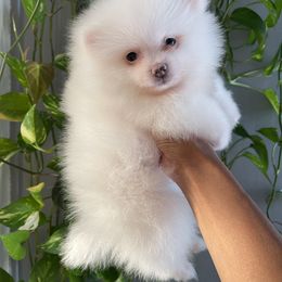 Pomeranian Puppies from Annie’s Animated AKC Pomeranians