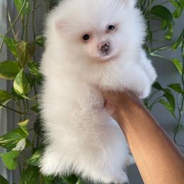 Pomeranian Puppies from Annie’s Animated AKC Pomeranians