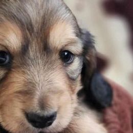 Dachshunds from DYT’s Miniature Dachshunds