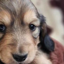 Dachshunds from DYT’s Miniature Dachshunds