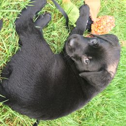 Labrador Retriever Puppies from Wild Feather Hunting Dogs