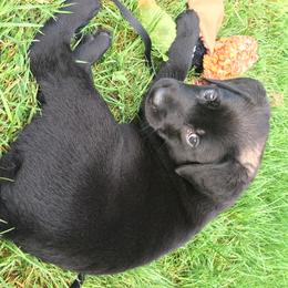 Labrador Retriever Puppies from Wild Feather Hunting Dogs