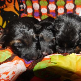 German Shepherd Puppies from Countryside Kennel