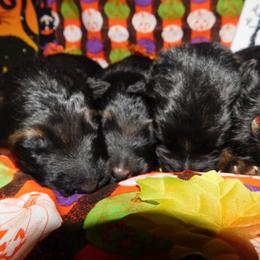 German Shepherd Puppies from Countryside Kennel