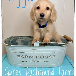 Auggie - Cream male Dachshund puppy in Cincinnati, Ohio from Caines Dachshund Farm
