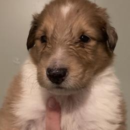 Han - Collie puppy from Medicine Wheel Farms and Kennels