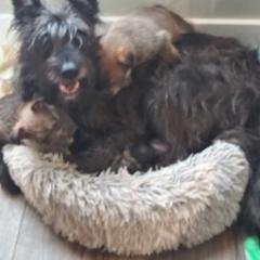 Berger Picard Puppies from Touche Rose