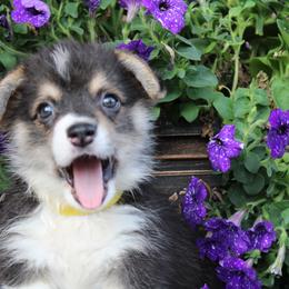 Pembroke Welsh Corgi Puppies from Salted Rim Corgis