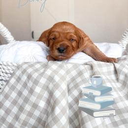 Male - Red  male Goldendoodle puppy in Vancouver, Washington from Pnwfamilydoodles