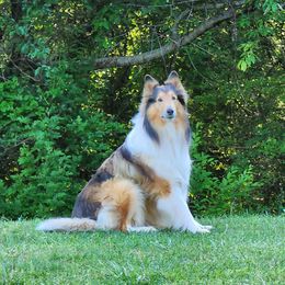 Sam - Collie