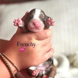 Frenchy - Blue merle female Australian Shepherd puppy in Uvalda, Georgia from Happy Ours Australian Shepherds