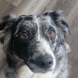 Jeanie - Australian Shepherd