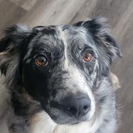 Jeanie - Australian Shepherd