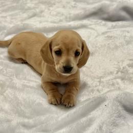 Faith - Red female Dachshund puppy in El Cajon, California from roxiesdoxies