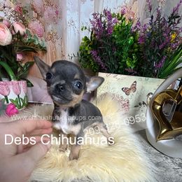 Runt BlueBIRD 3000 - Blue and tan male Chihuahua puppy in Manteca, California from Deb's Chihuahuas California
